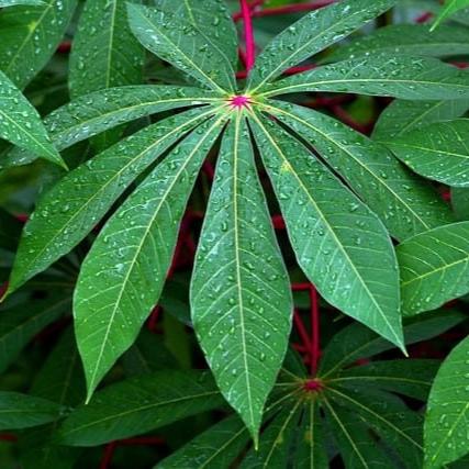 Daun Singkong Ketela Pohon Ubi Kayu /Cassava Manihot utilissima Pohl. Leaf (Dried and Powder)