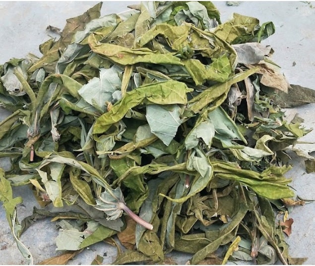 Daun Singkong Ketela Pohon Ubi Kayu /Cassava Manihot utilissima Pohl. Leaf (Dried and Powder)