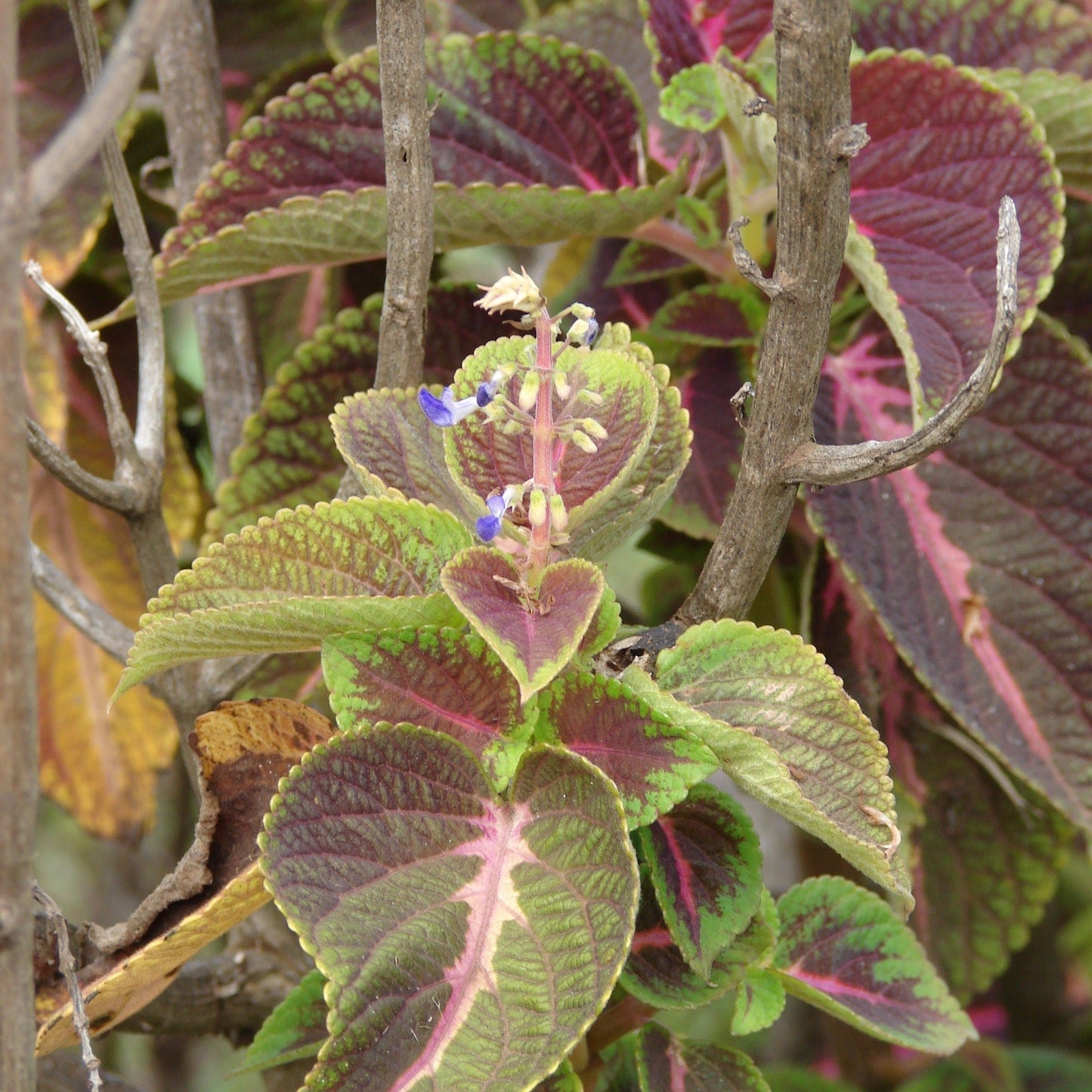 Daun Iler / Miana - Coleus atropurpureus Leaves (Dried & Powder)