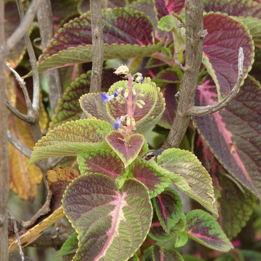 Daun Iler / Miana - Coleus atropurpureus Leaves (Dried & Powder)