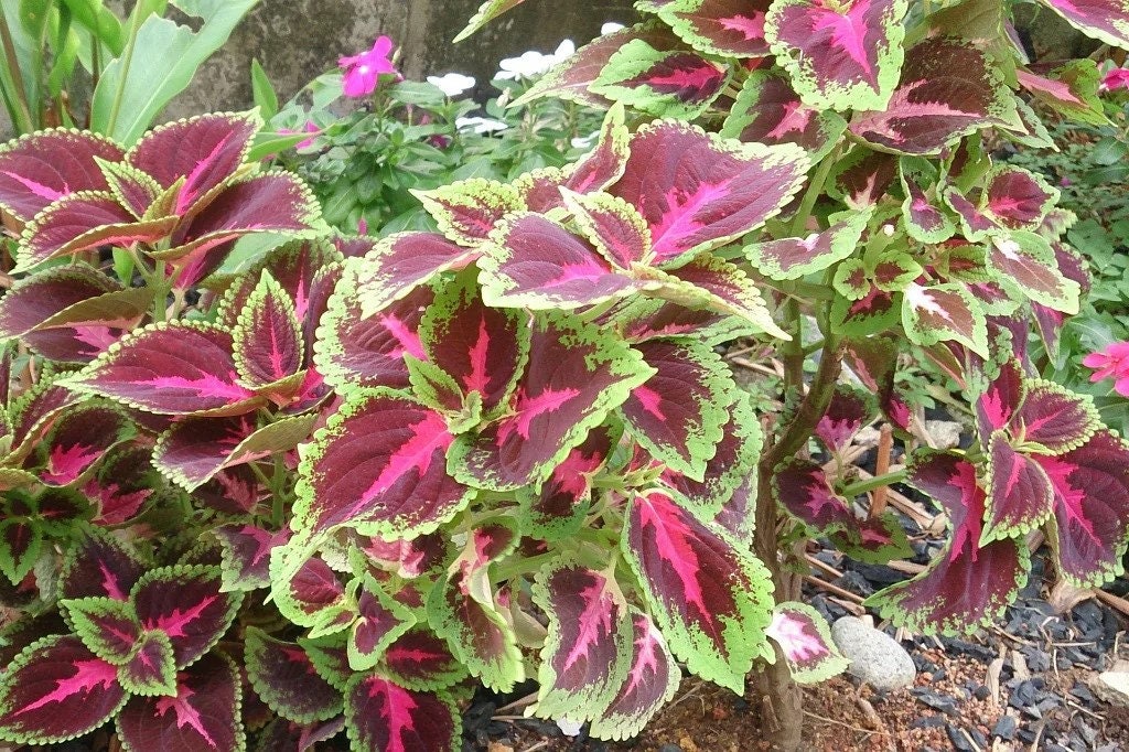 Daun Iler / Miana - Coleus atropurpureus Leaves (Dried & Powder)