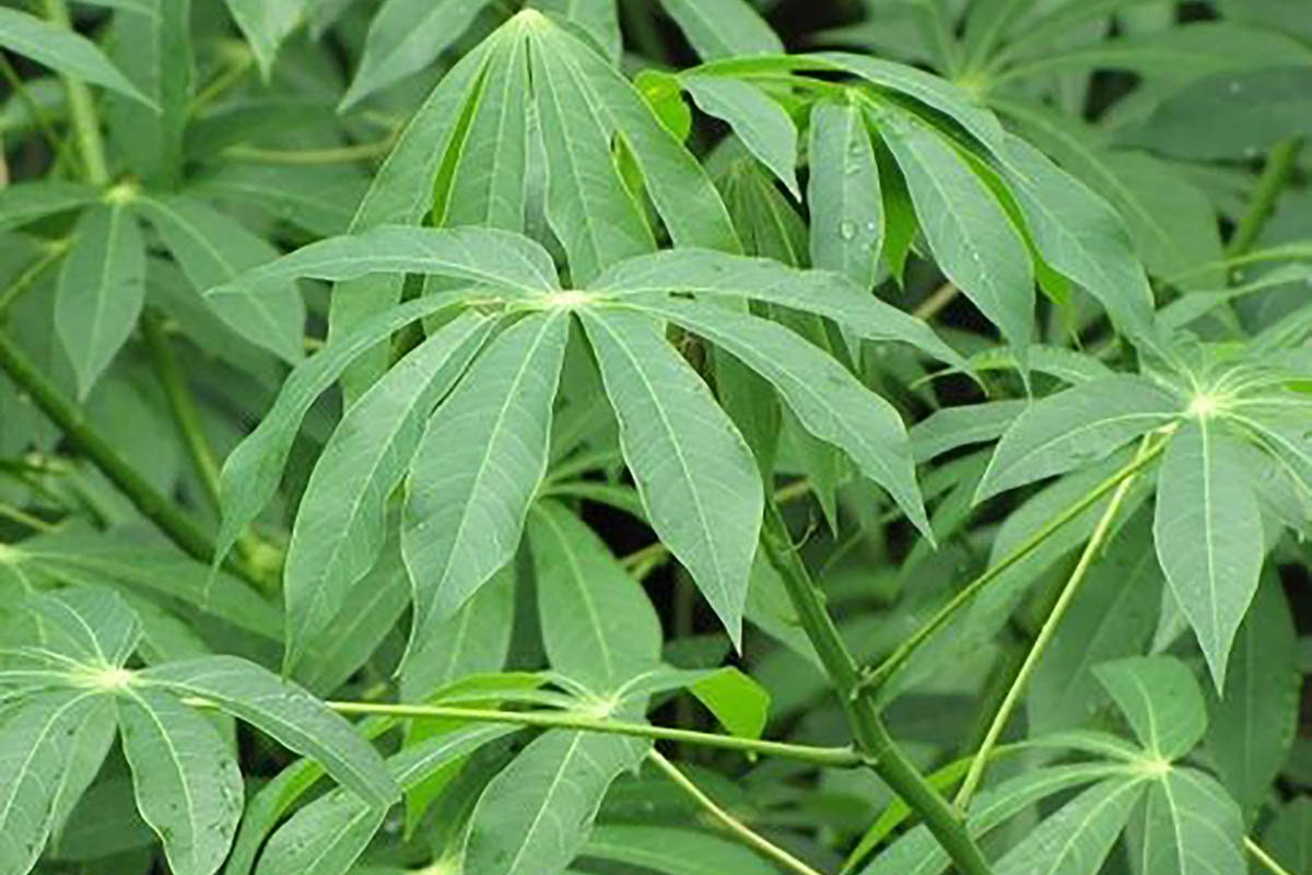 Daun Singkong Ketela Pohon Ubi Kayu /Cassava Manihot utilissima Pohl. Leaf (Dried and Powder)