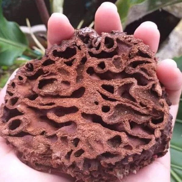 Sarang Semut Papua | Serbuk Urek-urek Polo Nongon - Jack Ant Plant | Myrmecodia tuberosa (powder and dried)