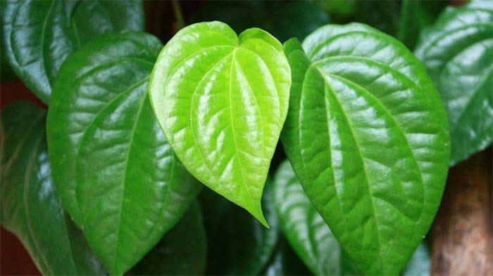 Daun Sirih  Piper Betle Leaf (Dried and Powder)