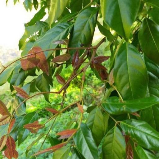 Daun Jengkol (Pithecollobium lobatum Benth. Leaves) Dried and Powder