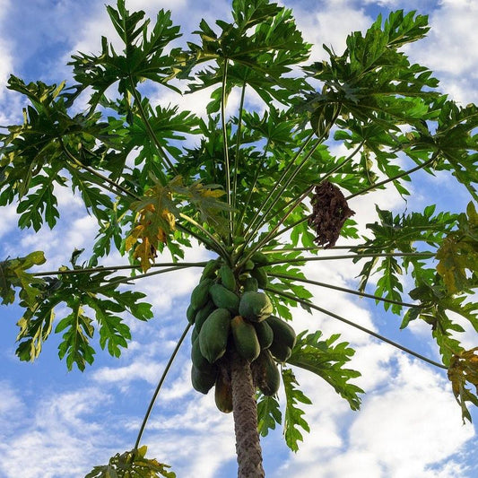 Akar Pepaya Bubuk - Papaya Root Powder