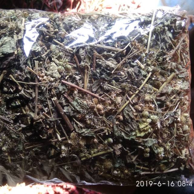 Daun Bandotan - Ageratum Conyzoides Leaf (Powder and Dried)