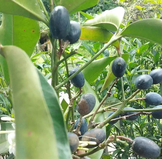 Biji Pronojiwo Pranajiwa - Kopsia arborea / Euchresta horsfieldii (Dried and Powder)