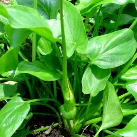 Rimpang Keladi Tikus / Rodent Tuber Typhonium flagelliforme Root (Dried and Powder)
