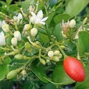 Daun Kemuning - Murraya Paniculata Leaf (Powder and Dried)