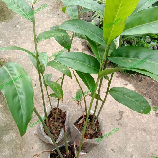 Lengkuas/Laos - Alpinia galanga (Dried and Powder)