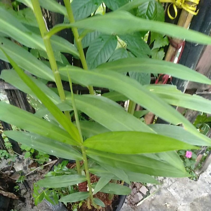 Daun Bangle - Zinger purpureum Roxb. Leaves (Powder and Dried)