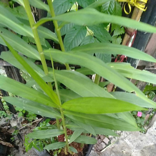 Daun Bangle - Zinger purpureum Roxb. Leaves (Powder and Dried)