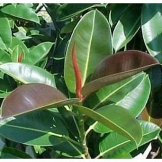 Daun Beringin Karet Kebo - Ficus Elastica Leaf (Powder and Dried)