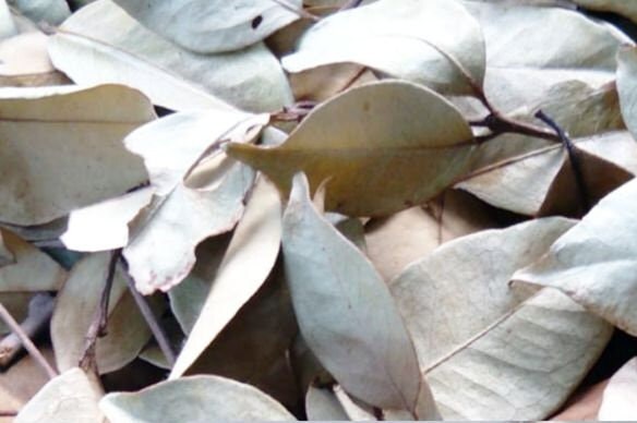 Daun Beringin - Ficus benjamina Leaf (Powder and Dried)