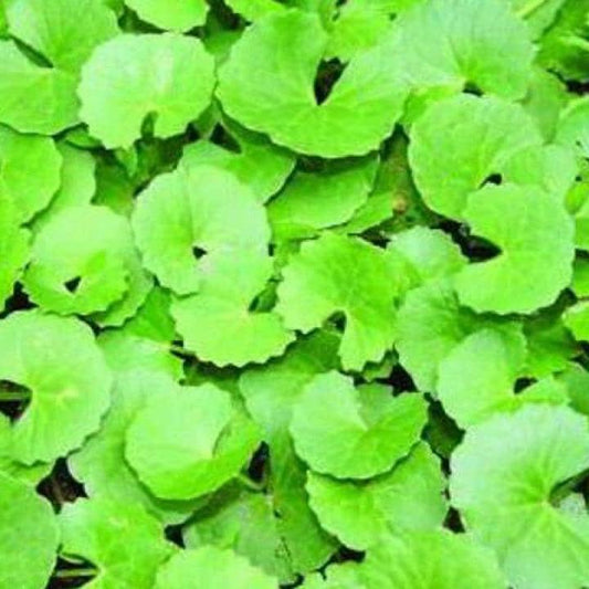 Daun Pegagan - Centella Asiatica Leaf (Dried and Powder)
