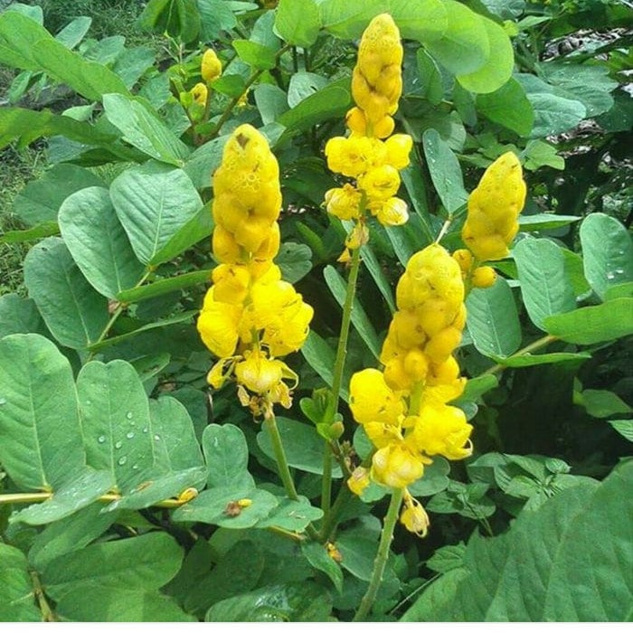 Daun Ketepeng Cina - Cassia alata Linn. Leaf (Powder and Dried)