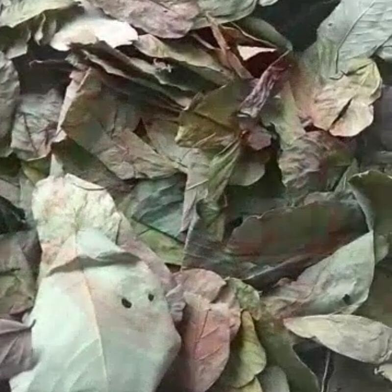 Daun Ketepeng Cina - Cassia alata Linn. Leaf (Powder and Dried)