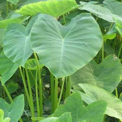 Daun Talas  /Colocasia esculenta L. Leaf (Dried and Powder)