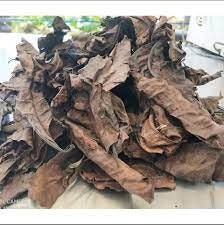 Daun Kopi / Coffee arabica L. Leaf (Dried and Powder)
