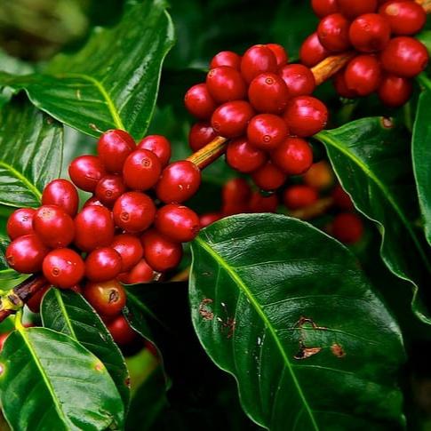 Daun Kopi / Coffee arabica L. Leaf (Dried and Powder)