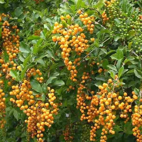 Daun Sinyo Nakal - Duranta erecta L, Duranta repens Auct. Non Jacq. Leaf (Dried and Powder)