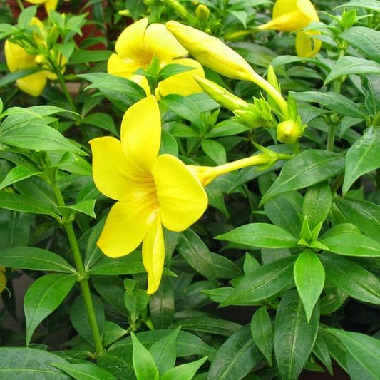 Daun Alamanda - Allamanda cathartica leaves (Dried and Powder)