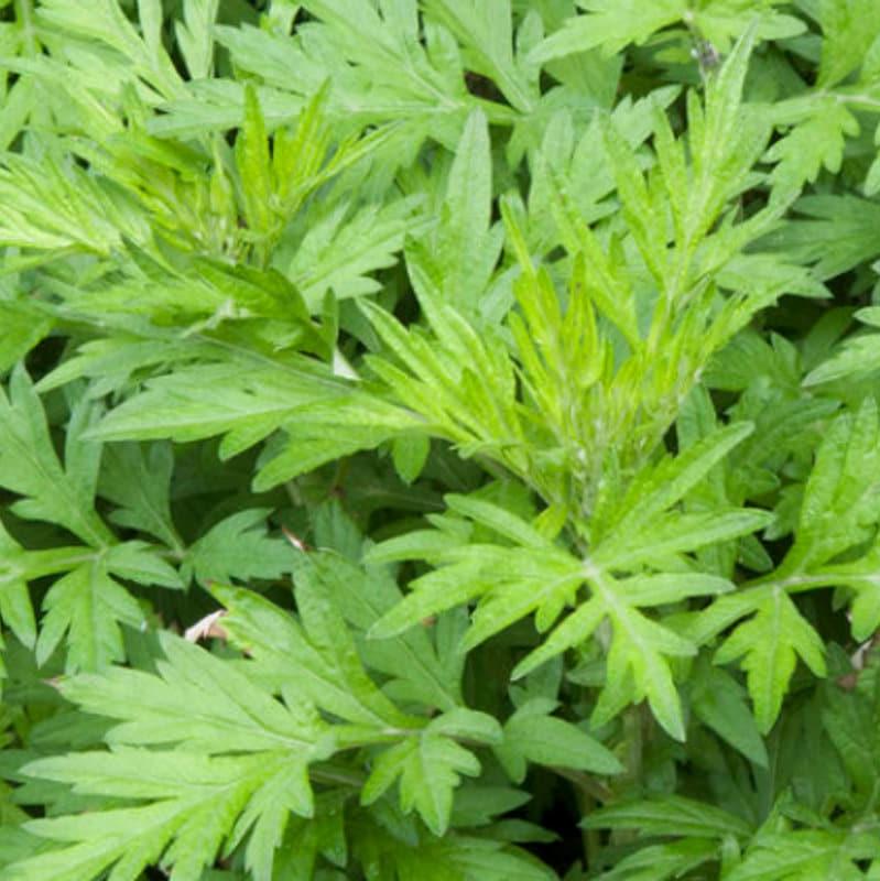 Daun Baru Cina Mugwort - Artemisia vulgaris L Leaf (Dried and Powder)