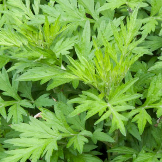 Daun Baru Cina Mugwort - Artemisia vulgaris L Leaf (Dried and Powder)