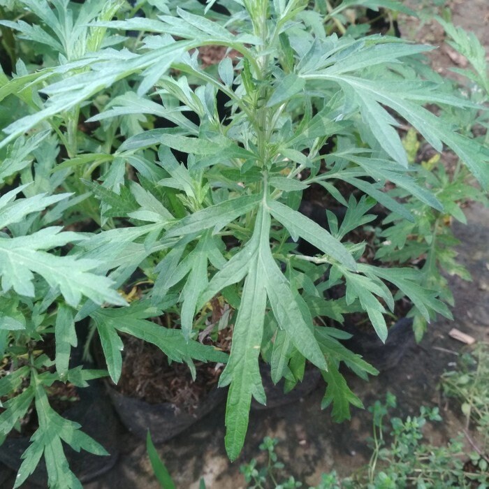 Daun Baru Cina Mugwort - Artemisia vulgaris L Leaf (Dried and Powder)
