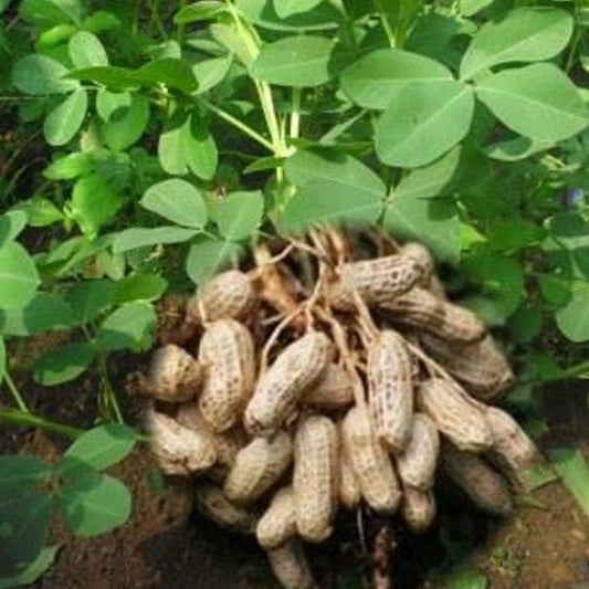 Biji Kacang Tanah Kering - Arachis hypogaea Seed Dried