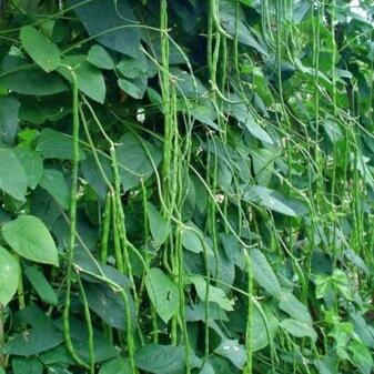 Daun Kacang Panjang - Vigna sinensis Vigna cylindrica L. Leaf (Dried and Powder)
