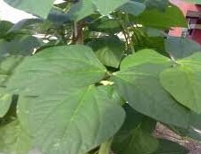 Daun Kacang Panjang - Vigna sinensis Vigna cylindrica L. Leaf (Dried and Powder)