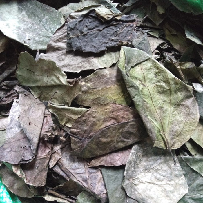 Daun Sirih  Piper Betle Leaf (Dried and Powder)