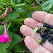 Bunga Pukul Empat - Mirabilis jalapa L. (seed and leaves)