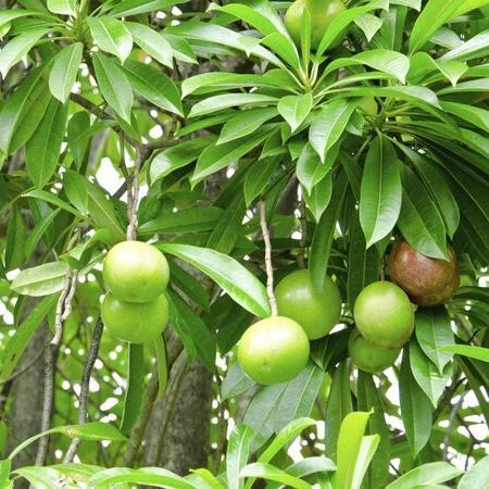 Daun Bintaro - Cerbera manghas L. Leaf (Dried and Powder)