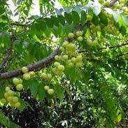 Daun Cermai - Phyllanthus acidus Leaf (Dried and Powder)