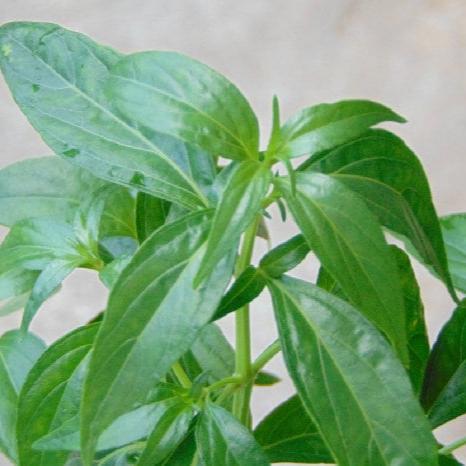 Daun Sambiloto Sambiroto - Green Chiretta/Andrographis paniculata Leaf (Dried and Powder)