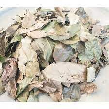 Daun Jengkol (Pithecollobium lobatum Benth. Leaves) Dried and Powder