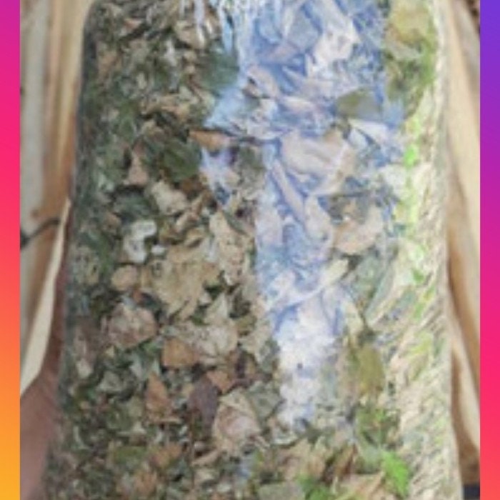 Daun Sintrong - Fireweed/Crassocephalum crepidioides/ Gynura crepidioides leaves (Dried and Powder)