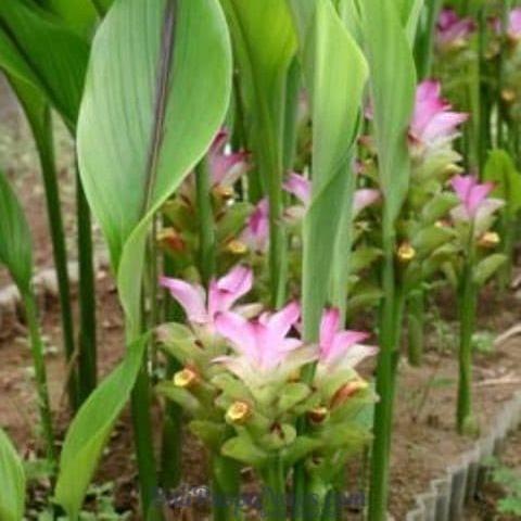 Temu Giring - Curcuma heyneana (Dried and Powder)