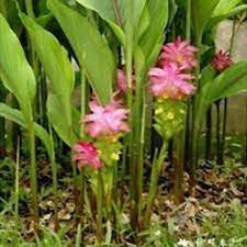 Temu Hitam - Curcuma aeruginosa (Dried and Powder)