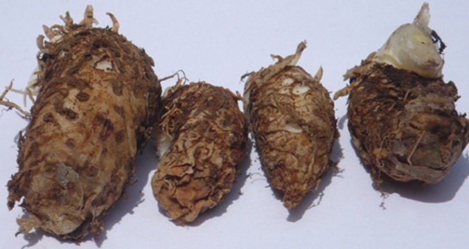 Rimpang Keladi Tikus / Rodent Tuber Typhonium flagelliforme Root (Dried and Powder)