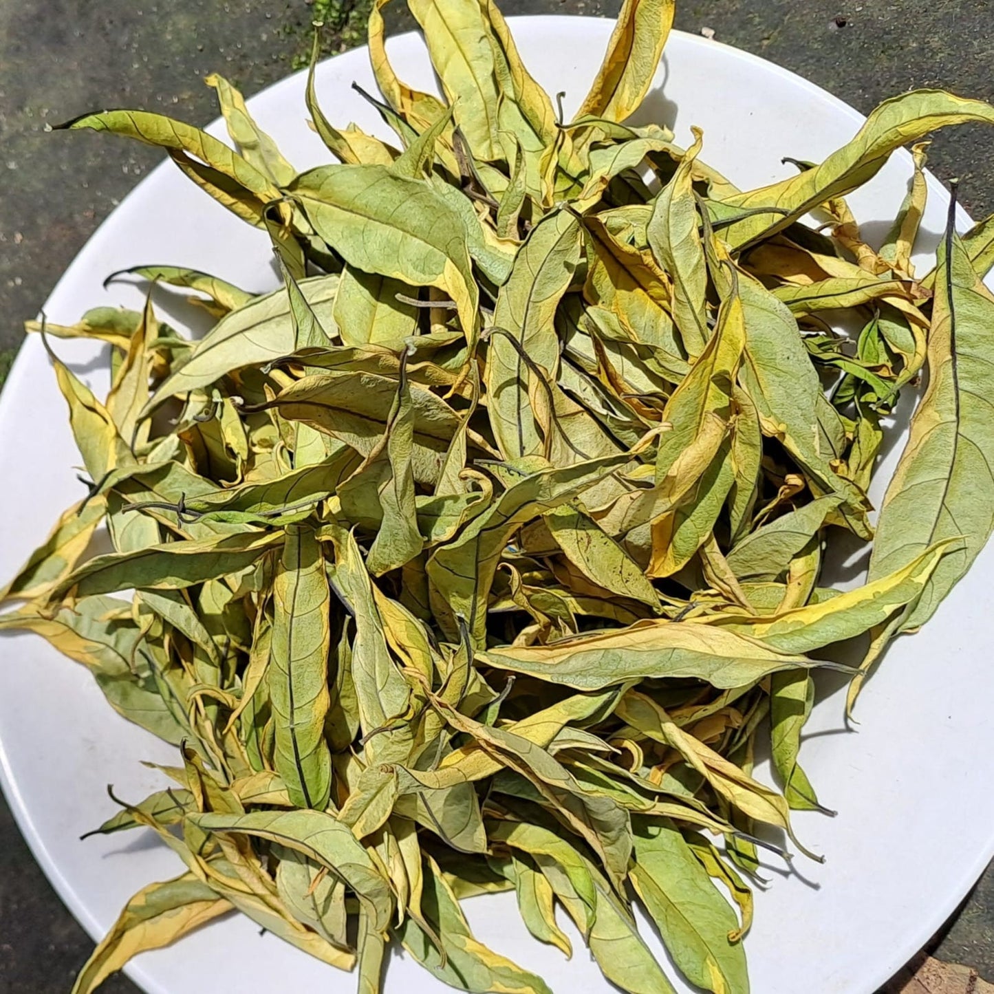 Daun Gandarusa - Justicia Gendarussa Leaf (Dried and Powder)