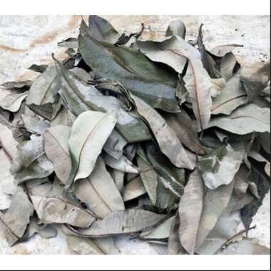 Daun Pule Pulai Alstonia scholaris Leaves (Dried and Powder)