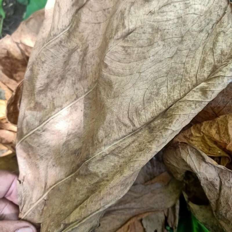 Daun Talas  /Colocasia esculenta L. Leaf (Dried and Powder)