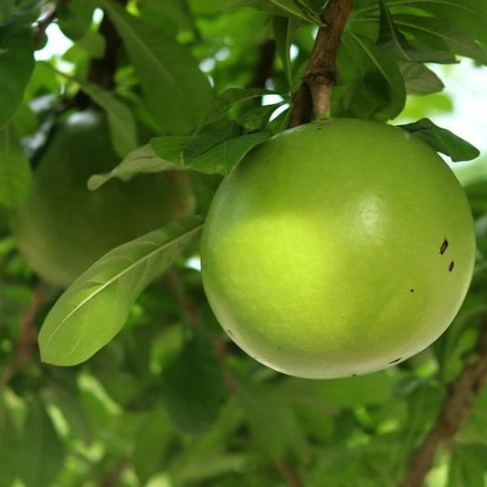 Daun Maja Mojo - Aegle marmelos Leaf (Dried and Powder)