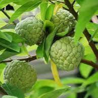 Daun Srikaya - Annona squamosa Leaf (Dried and Powder)