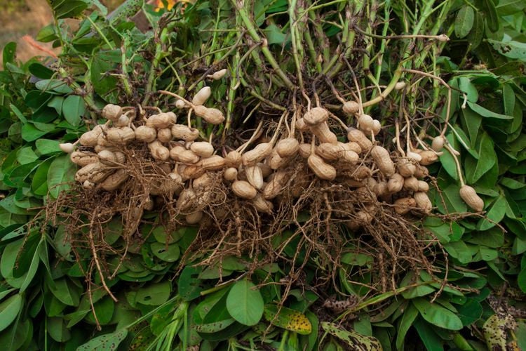 Biji Kacang Tanah Kering - Arachis hypogaea Seed Dried