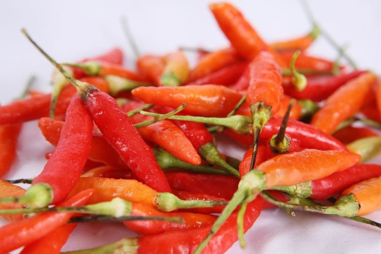 Cabai Rawit Merah - Capsicum frutescens L. (Dried and Powder)